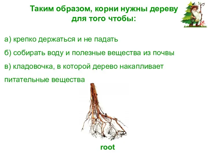 Таким образом, корни нужны дереву для того чтобы: а) крепко держаться