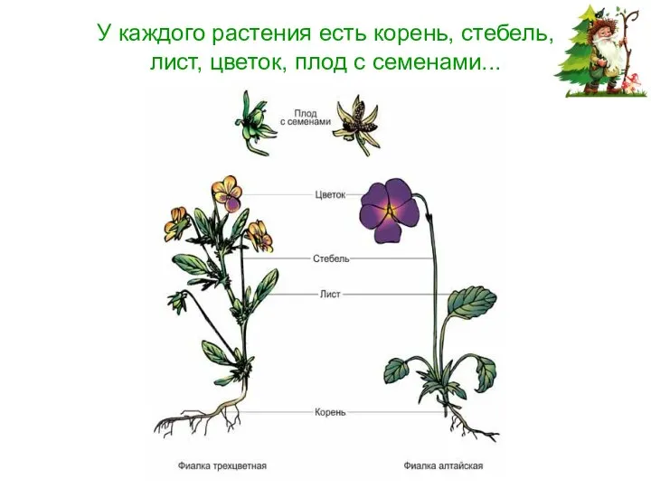 У каждого растения есть корень, стебель, лист, цветок, плод с семенами...