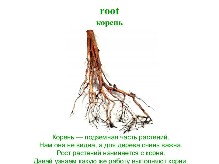 root корень Корень — подземная часть растений. Нам она не видна,