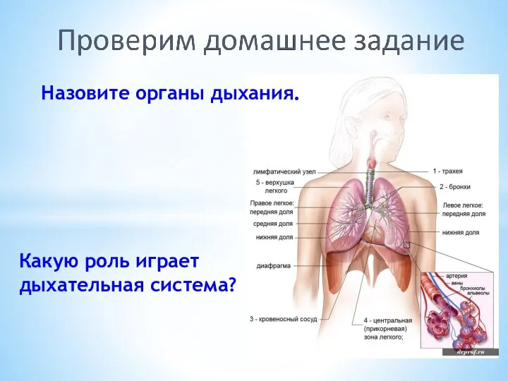 Назовите органы дыхания. Какую роль играет дыхательная система?