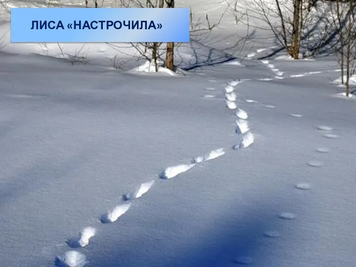 ЛИСА «НАСТРОЧИЛА»