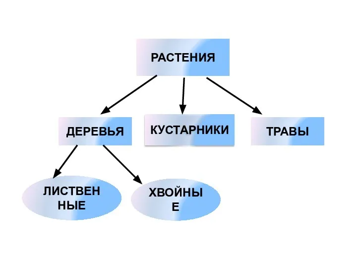 РАСТЕНИЯ ДЕРЕВЬЯ КУСТАРНИКИ ТРАВЫ ЛИСТВЕННЫЕ ХВОЙНЫЕ