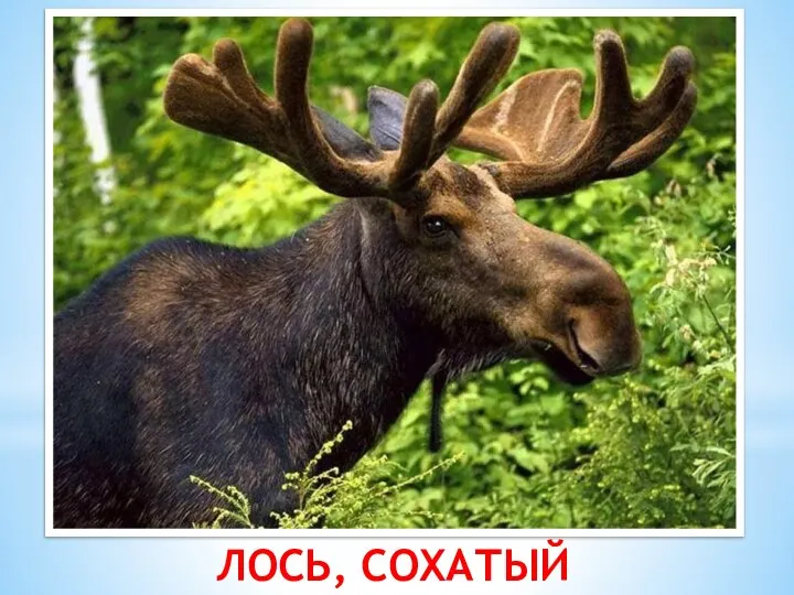 ЛОСЬ, СОХАТЫЙ