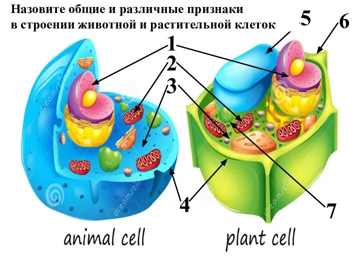 1 2 6 5 3 4 7 Назовите общие и различные