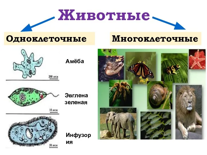 Животные Одноклеточные Многоклеточные Амёба Эвглена зеленая Инфузория