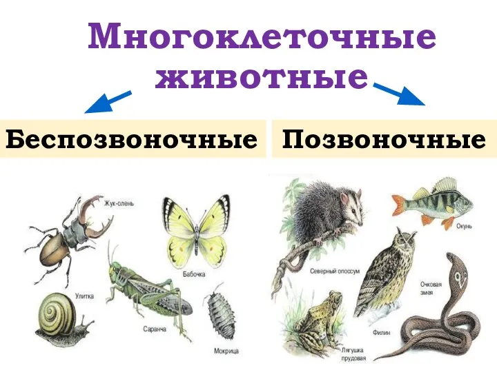 Многоклеточные животные Беспозвоночные Позвоночные