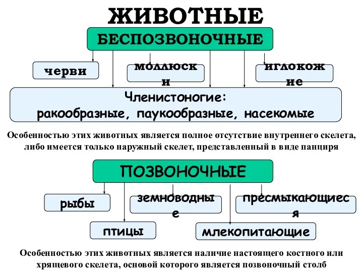 ЖИВОТНЫЕ БЕСПОЗВОНОЧНЫЕ ПОЗВОНОЧНЫЕ рыбы пресмыкающиеся млекопитающие птицы земноводные Членистоногие: ракообразные, паукообразные,