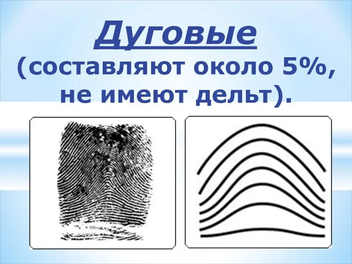 Дуговые (составляют около 5%, не имеют дельт).