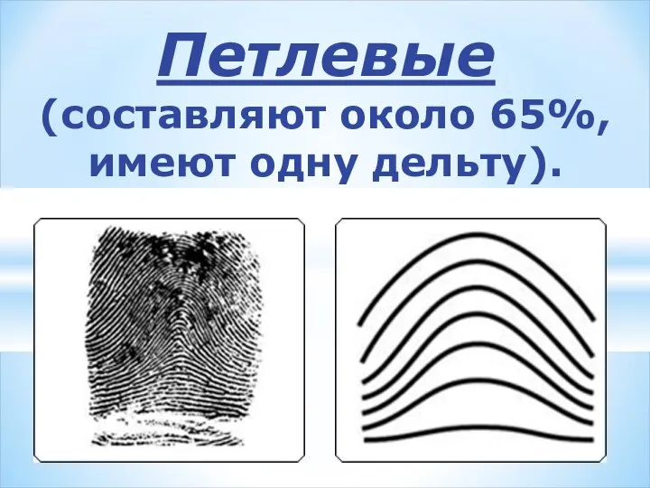 Петлевые (составляют около 65%, имеют одну дельту).