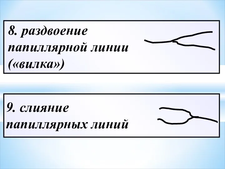 8. раздвоение папиллярной линии («вилка») 9. слияние папиллярных линий