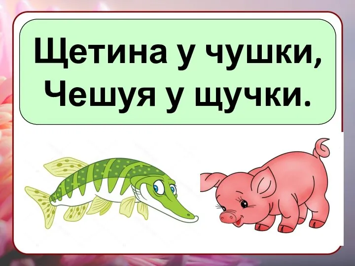 Щетина у чушки, Чешуя у щучки.