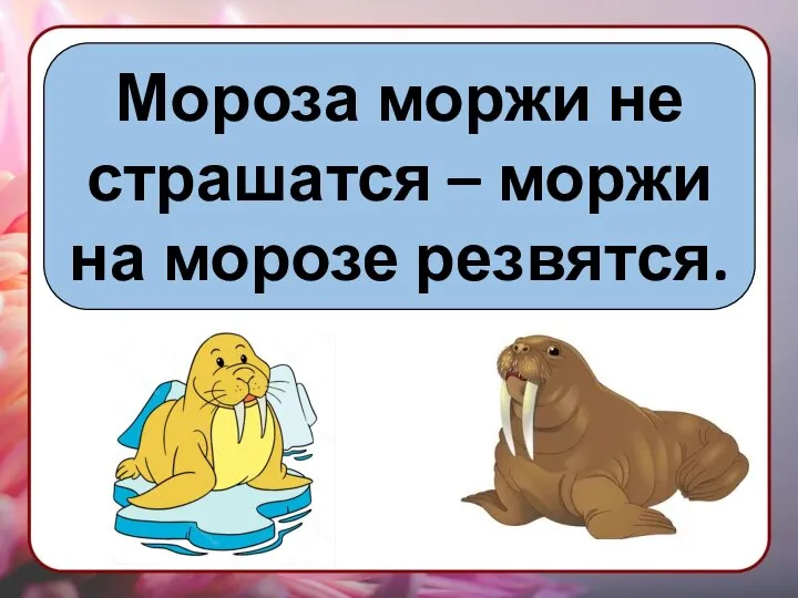 Мороза моржи не страшатся – моржи на морозе резвятся.