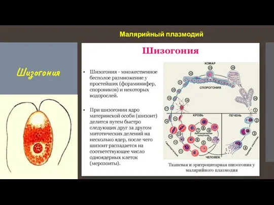 Шизогония Малярийный плазмодий