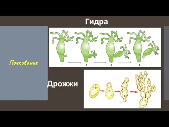 Почкование Гидра Дрожжи