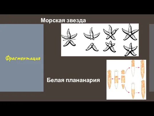 Фрагментация Белая плананария Морская звезда