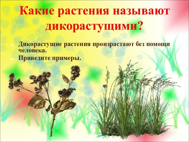 Какие растения называют дикорастущими? Дикорастущие растения произрастают без помощи человека. Приведите примеры.