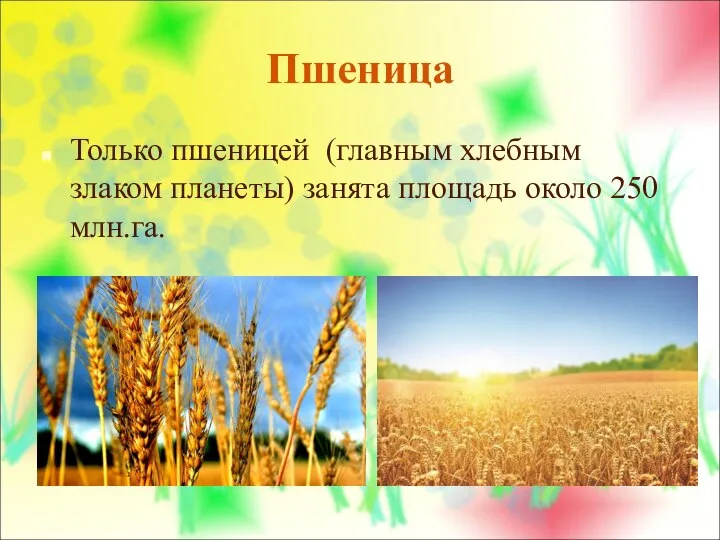 Пшеница Только пшеницей (главным хлебным злаком планеты) занята площадь около 250 млн.га.