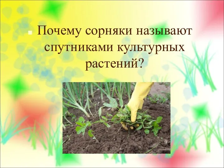 Почему сорняки называют спутниками культурных растений?