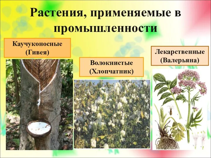 Растения, применяемые в промышленности Каучуконосные (Гивея)