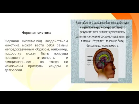 Нервная система Нервная система под воздействием никотина может вести себя самым