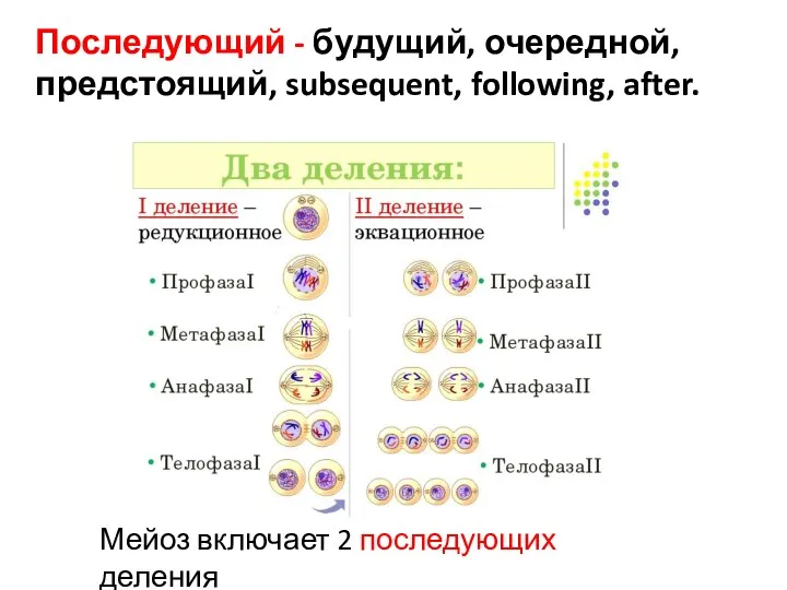 Последующий - будущий, очередной, предстоящий, subsequent, following, after. Мейоз включает 2 последующих деления