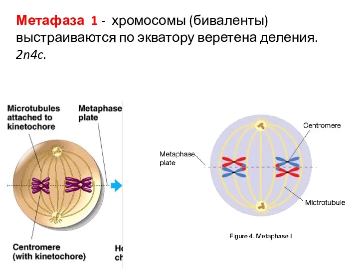 Метафаза 1 - хромосомы (биваленты) выстраиваются по экватору веретена деления. 2n4c.