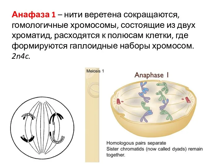 Анафаза 1 – нити веретена сокращаются, гомологичные хромосомы, состоящие из двух