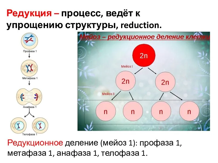 Редукция – процесс, ведёт к упрощению структуры, reduction. Редукционное деление (мейоз