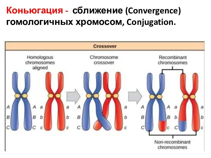 Коньюгация - сближение (Convergence) гомологичных хромосом, Conjugation.