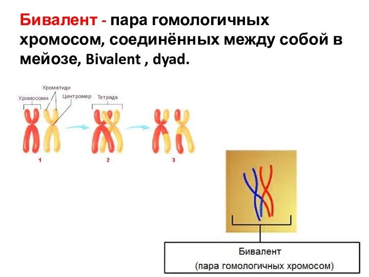 Бивалент - пара гомологичных хромосом, соединённых между собой в мейозе, Bivalent , dyad.