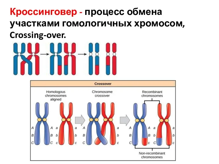 Кроссинговер - процесс обмена участками гомологичных хромосом, Crossing-over.