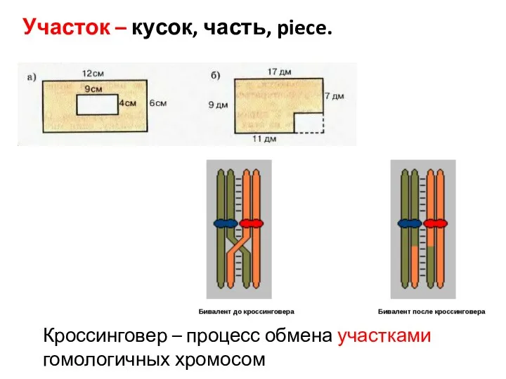 Участок – кусок, часть, piece. Кроссинговер – процесс обмена участками гомологичных хромосом