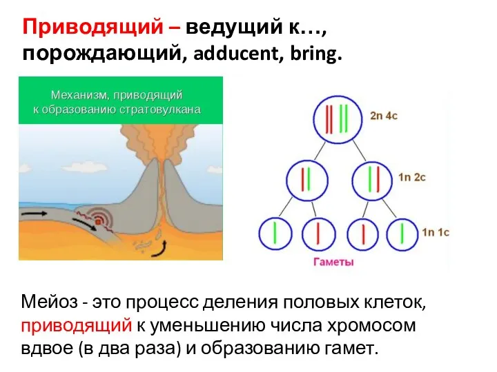 Приводящий – ведущий к…, порождающий, adducent, bring. Мейоз - это процесс