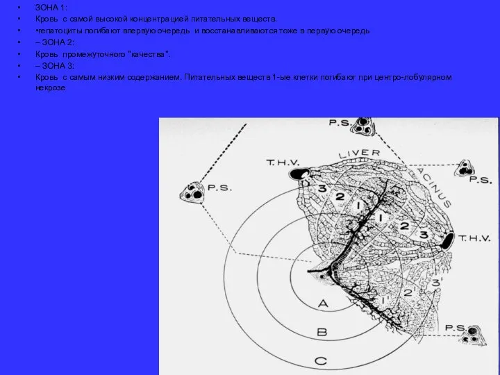 ЗОНА 1: Кровь с самой высокой концентрацией питательных веществ. •гепатоциты погибают