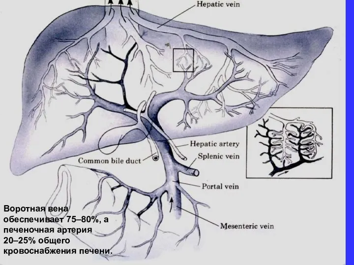 Воротная вена обеспечивает 75–80%, а печеночная артерия 20–25% общего кровоснабжения печени.