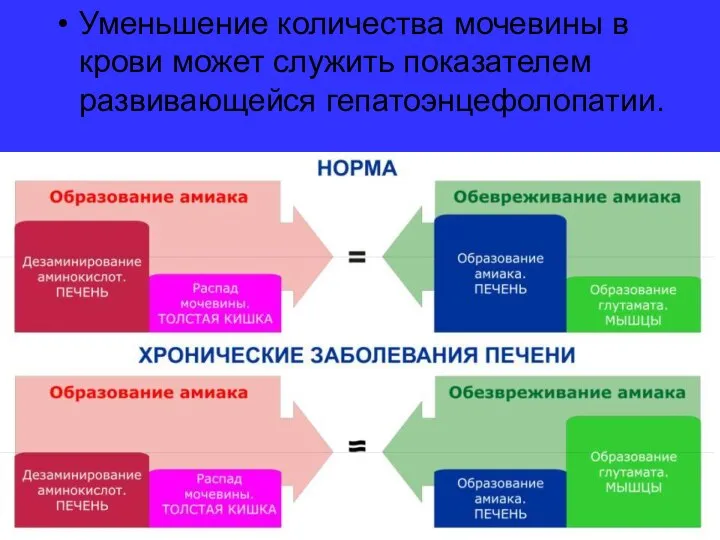 Уменьшение количества мочевины в крови может служить показателем развивающейся гепатоэнцефолопатии. Соотношение реакций образования и обезвреживания аммиака