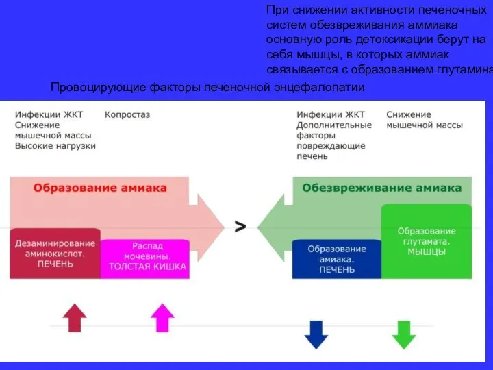 Провоцирующие факторы печеночной энцефалопатии При снижении активности печеночных систем обезвреживания аммиака