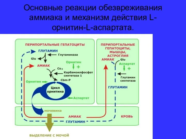 Основные реакции обезвреживания аммиака и механизм действия L-орнитин-L-аспартата.