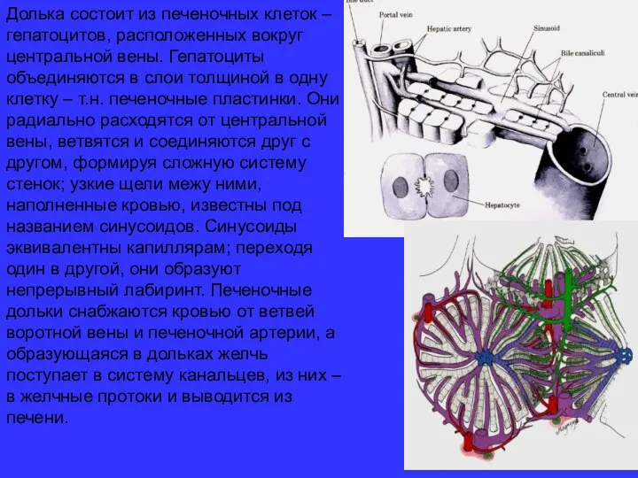 Долька состоит из печеночных клеток – гепатоцитов, расположенных вокруг центральной вены.