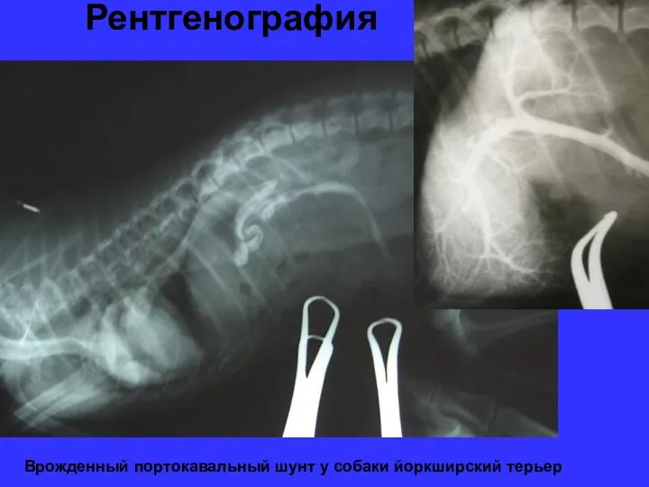 Рентгенография Врожденный портокавальный шунт у собаки йоркширский терьер