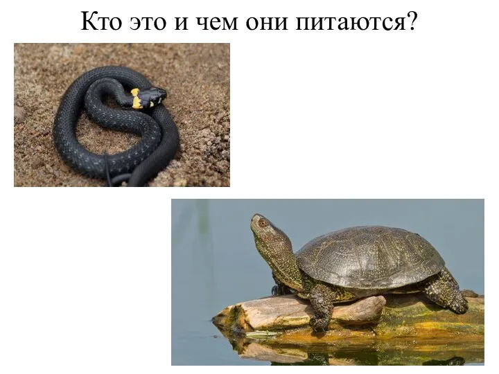 Кто это и чем они питаются?