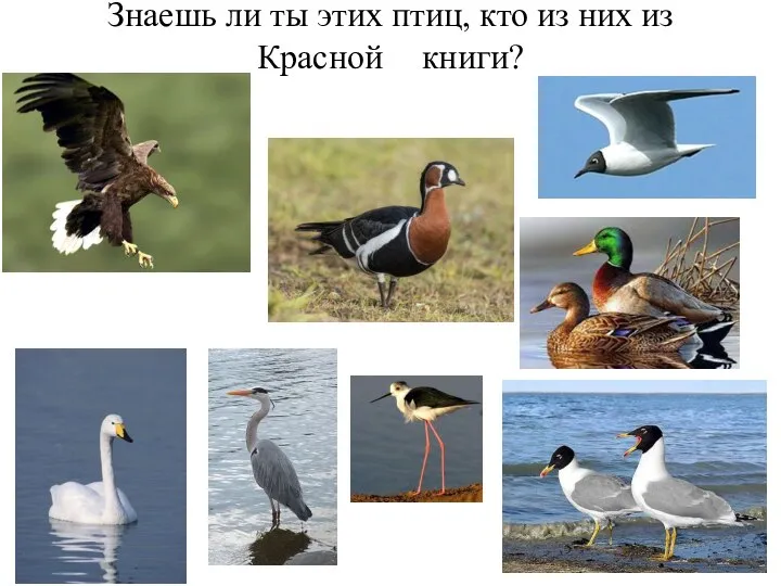 Знаешь ли ты этих птиц, кто из них из Красной книги?