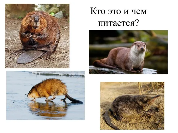 Кто это и чем питается?