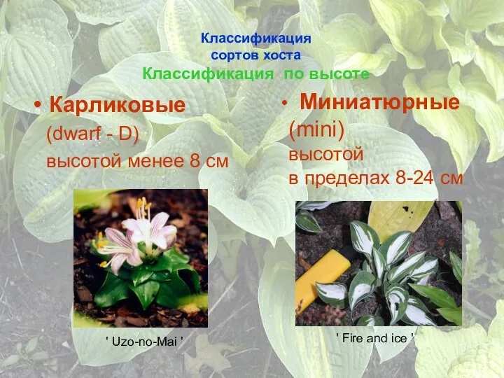 Классификация сортов хоста Классификация по высоте Карликовые (dwarf - D) высотой