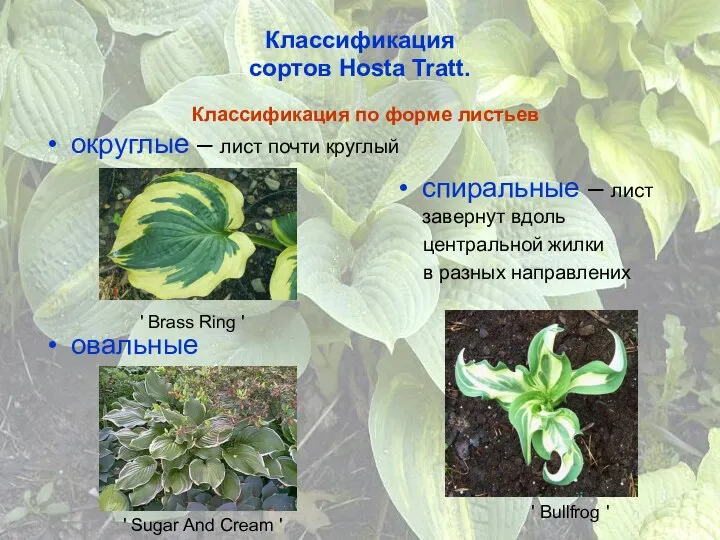 Классификация сортов Hosta Tratt. Классификация по форме листьев округлые – лист