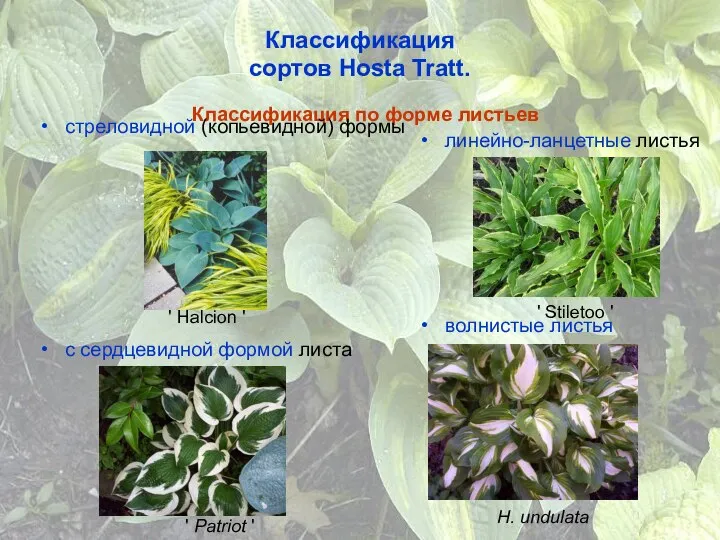 Классификация сортов Hosta Tratt. Классификация по форме листьев стреловидной (копьевидной) формы