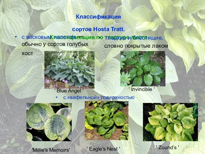 Классификация сортов Hosta Tratt. Классификация по текстуре листа с восковым налетом