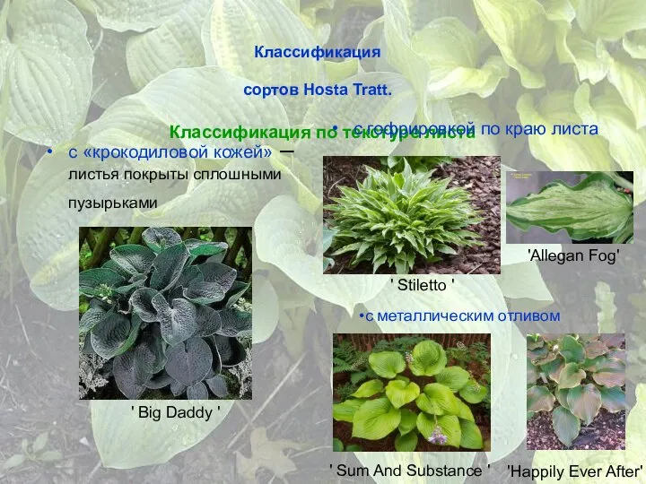 Классификация сортов Hosta Tratt. Классификация по текстуре листа с «крокодиловой кожей»