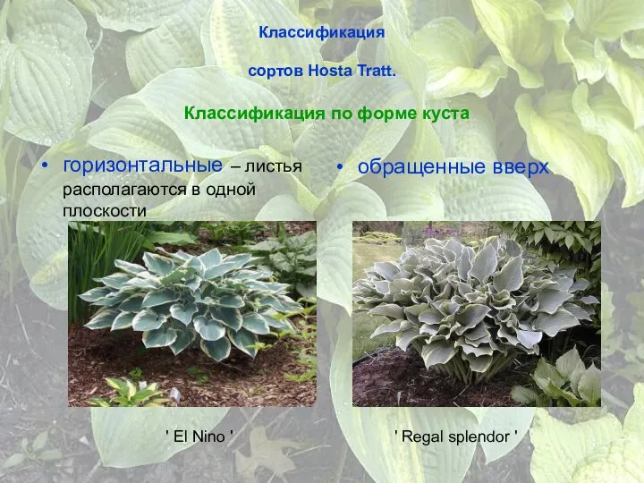 Классификация сортов Hosta Tratt. Классификация по форме куста горизонтальные – листья