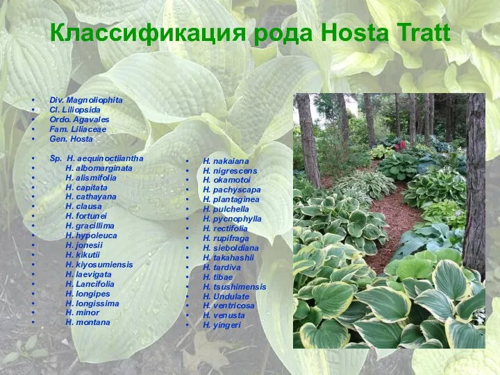 Классификация рода Hosta Tratt Div. Magnoliophita Cl. Liliopsida Ordo. Agavales Fam.